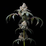Dirty Diana | Cookies Seeds - Only Seeds