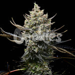 Corn Syrup | Cookies Seeds - Only Seeds