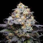 Double Sherb | Cookies Seeds - Only Seeds