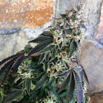 Driz - Nipper (Regulär) - Only Seeds