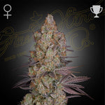 Exodus Cheese | Green House Seeds - Only Seeds