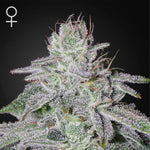 Franco's Lemon Cheese | Green House Seeds - Only Seeds