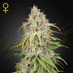 GH Amnesia | Green House Seeds - Only Seeds