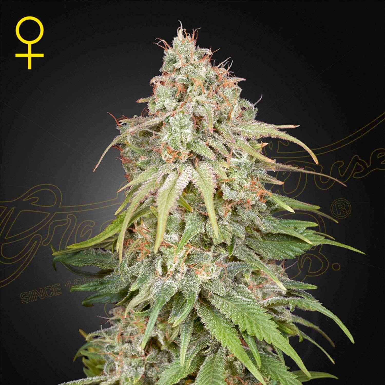 GH Amnesia | Green House Seeds