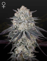 Fullgas! | Green House Seeds - Only Seeds