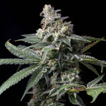 GMO x Hollywood | Cookies Seeds - Only Seeds