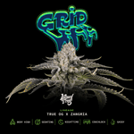 Gridlock | Wizard Trees - Only Seeds