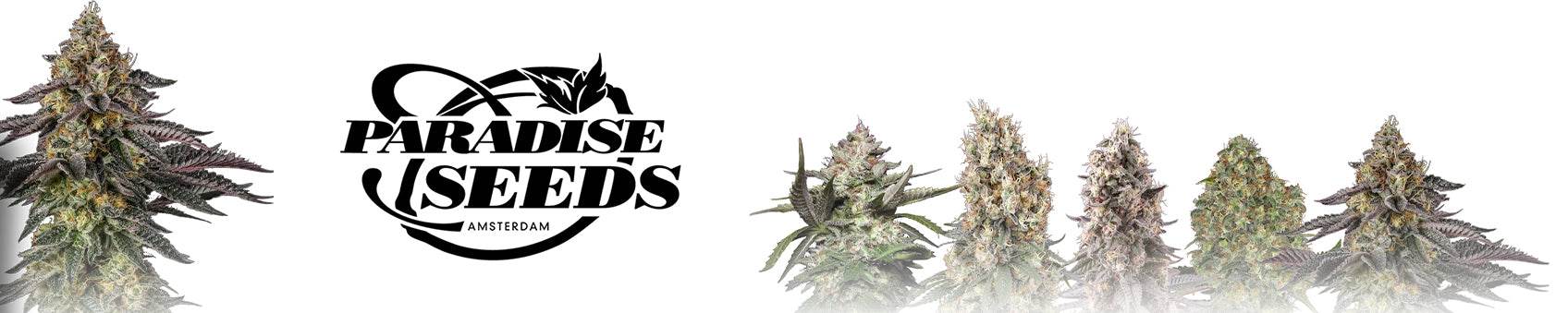 Herstellerkategoriebanner - Only Seeds
