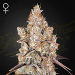 Holy Snow | Green House Seeds - Only Seeds