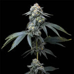 Jealousy | Barneys Farm - Only Seeds