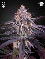 King's Juice | Green House Seeds - Only Seeds