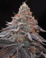 Kashmir Black | Grounded Genetics - Only Seeds