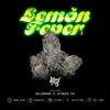 Lemon Fever | Wizard Trees
