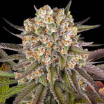 Limoncello | Barneys Farm - Only Seeds