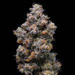 Miami Yayo | Lemonnade - Only Seeds