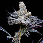 Mind Fuck | Cookies Seeds - Only Seeds