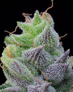 Peach Limeade | Grounded Genetics - Only Seeds