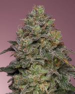 Pink Parmesan | Grounded Genetics - Only Seeds