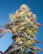 Plumz | Grounded Genetics - Only Seeds
