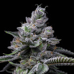 RS11 x Hollywood | Cookies Seeds - Only Seeds