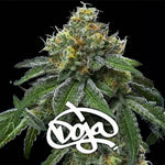 RS11 x Banana OG | Barneys Farm - Only Seeds