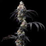 Rainbow Sherbet | Barneys Farm - Only Seeds