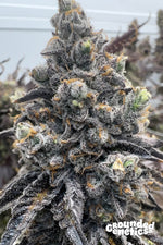 RX11 | Grounded Genetics - Only Seeds