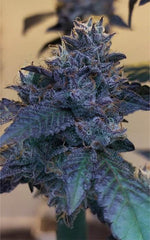 Raspberry Z | Grounded Genetics - Only Seeds