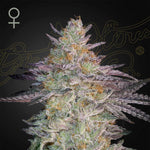 Super Lemon Haze x GMO | Green House Seeds - Only Seeds