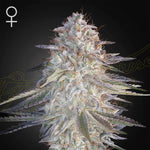 Super Lemon Haze x Pink Candy | Green House Seeds - Only Seeds