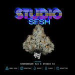 Studio Sesh | Wizard Trees - Only Seeds