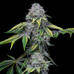 Sour Dubb x Hollywood | Cookies Seeds - Only Seeds