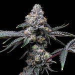 Sunset Sherb x Hollywood | Cookies Seeds - Only Seeds