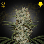 Super Silver Haze | Green House Seeds - Only Seeds