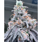 Swoosh | Grounded Genetics - Only Seeds
