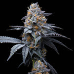 Trop Cookies x Hollywood | Cookies Seeds - Only Seeds
