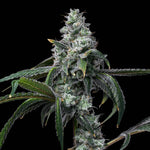 Uk Cheese x Hollywood | Cookies Seeds - Only Seeds