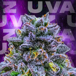 Uvaz | Wizard Trees - Only Seeds
