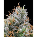 Ultraviolet Sherb | Grounded Genetics - Only Seeds