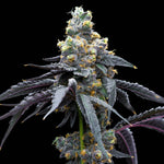 White Runtz x Hollywood | Cookies Seeds - Only Seeds