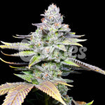 White Sherb | Cookies Seeds - Only Seeds