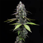 Zoap | Barneys Farm - Only Seeds