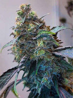 Zilk Road | Grounded Genetics
