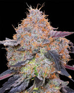 Zuminati | Grounded Genetics - Only Seeds