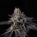 Rainbow Gelato | Wizard Trees - Only Seeds