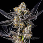 Blue Lotus S1 | Maven Genetics - Only Seeds
