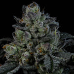 Neon Runtz | Wizard Trees - Only Seeds