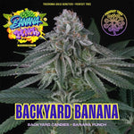Backyard Bananas (Regulär) | Perfect Tree - Only Seeds
