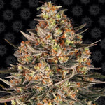 Lemon Drizzle | Barneys Farm - Only Seeds