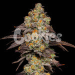 Big Z | Cookies Seeds - Only Seeds